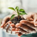 Effective solutions for common lawn and garden pests